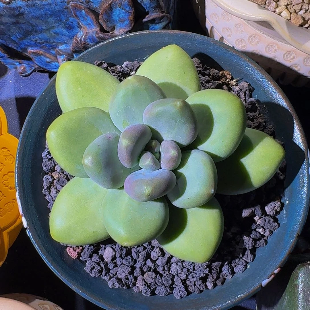 刚果奶 单头  一物一拍