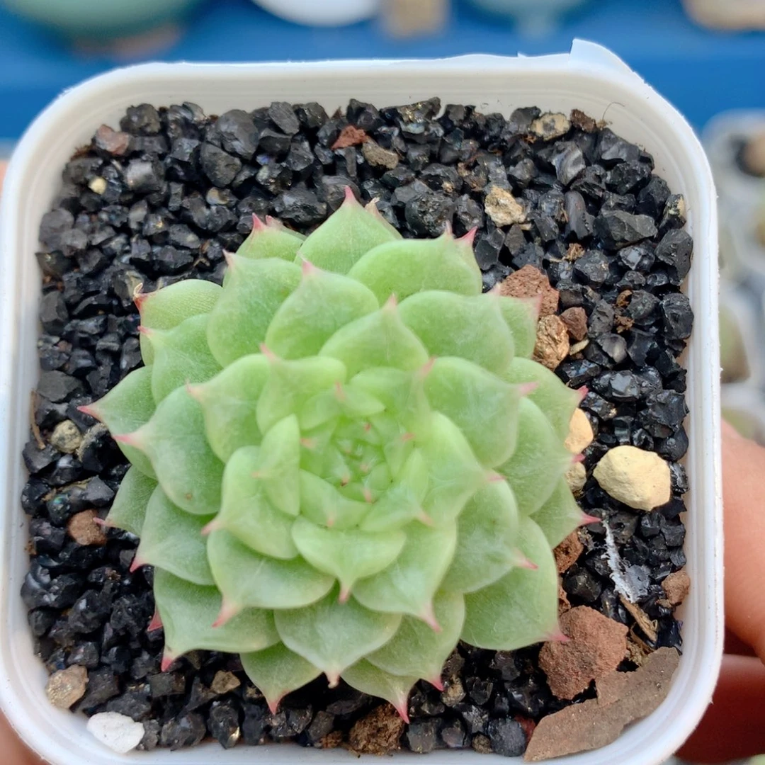 58包邮 群生不包整79