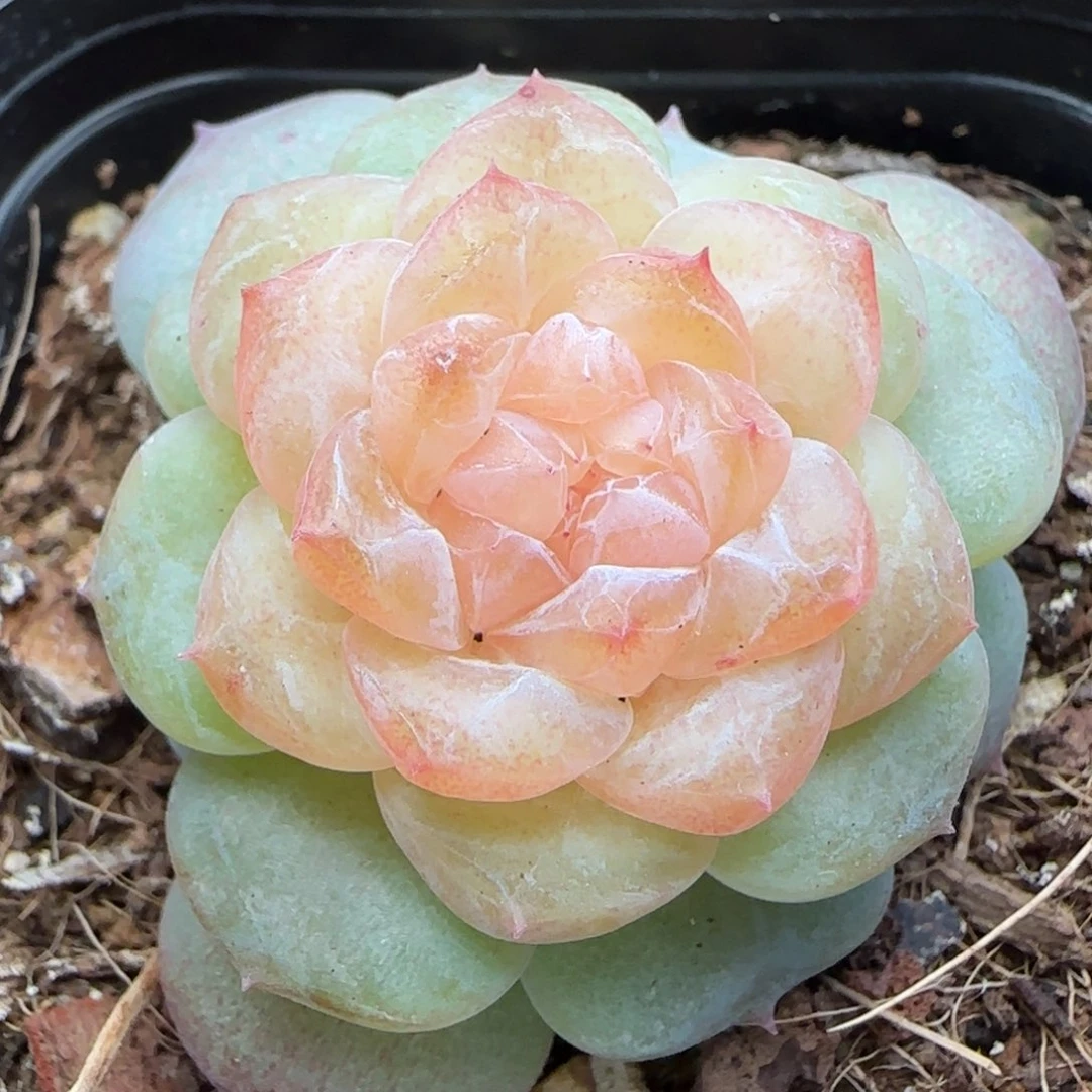 【满29包邮非偏远】814