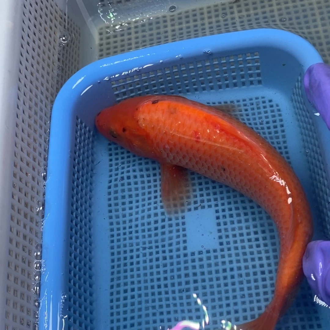 锦鲤冷水锦鲤包邮