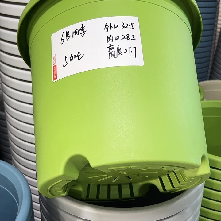 特价6号四季口32.5高27.7果绿带托5只