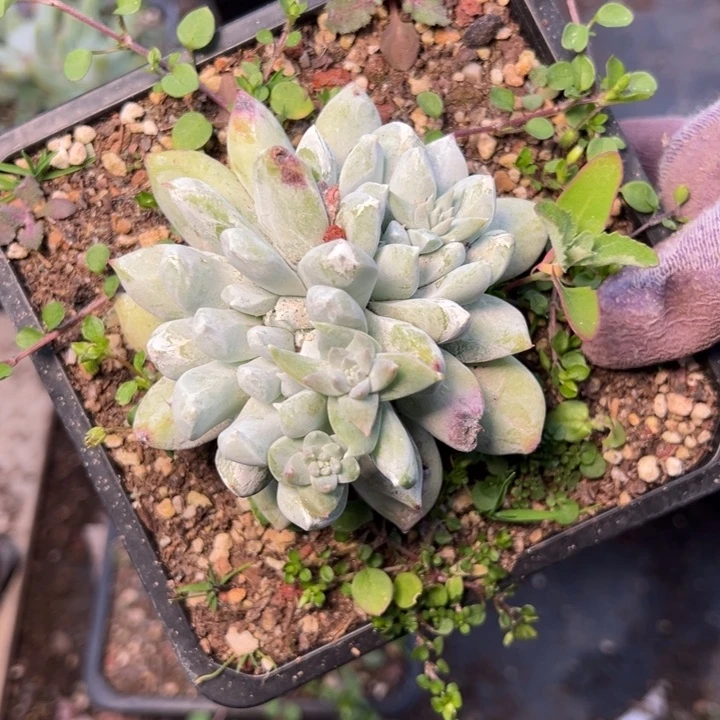 1535哈哈哈哈哈哈哈哈