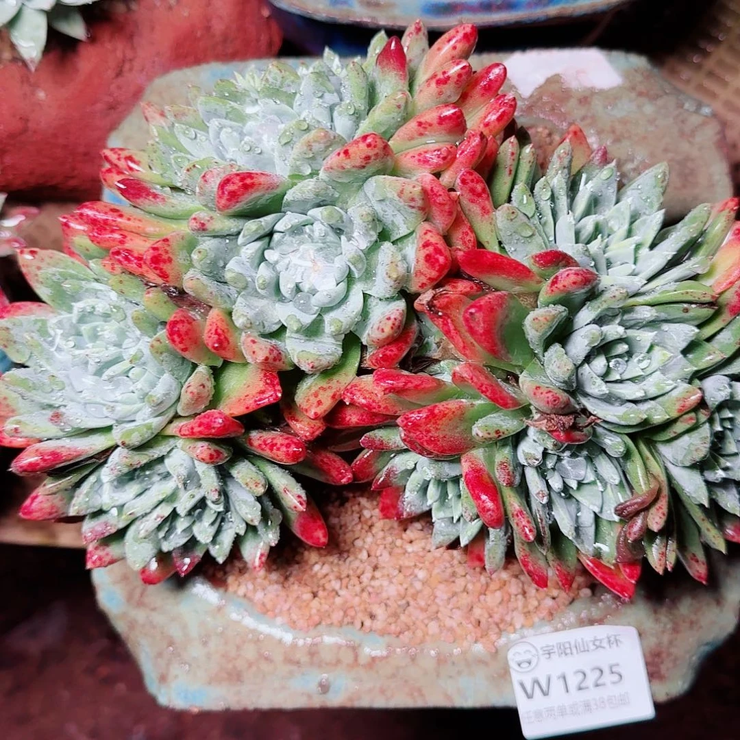 1225白雪仙女杯多肉