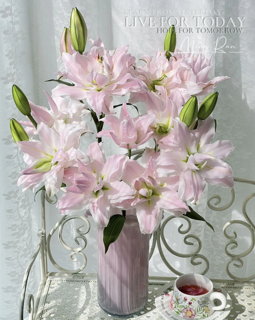 【小阿阮】A级#女神#香水百合白粉色花期长重瓣百合插花 顺丰直发