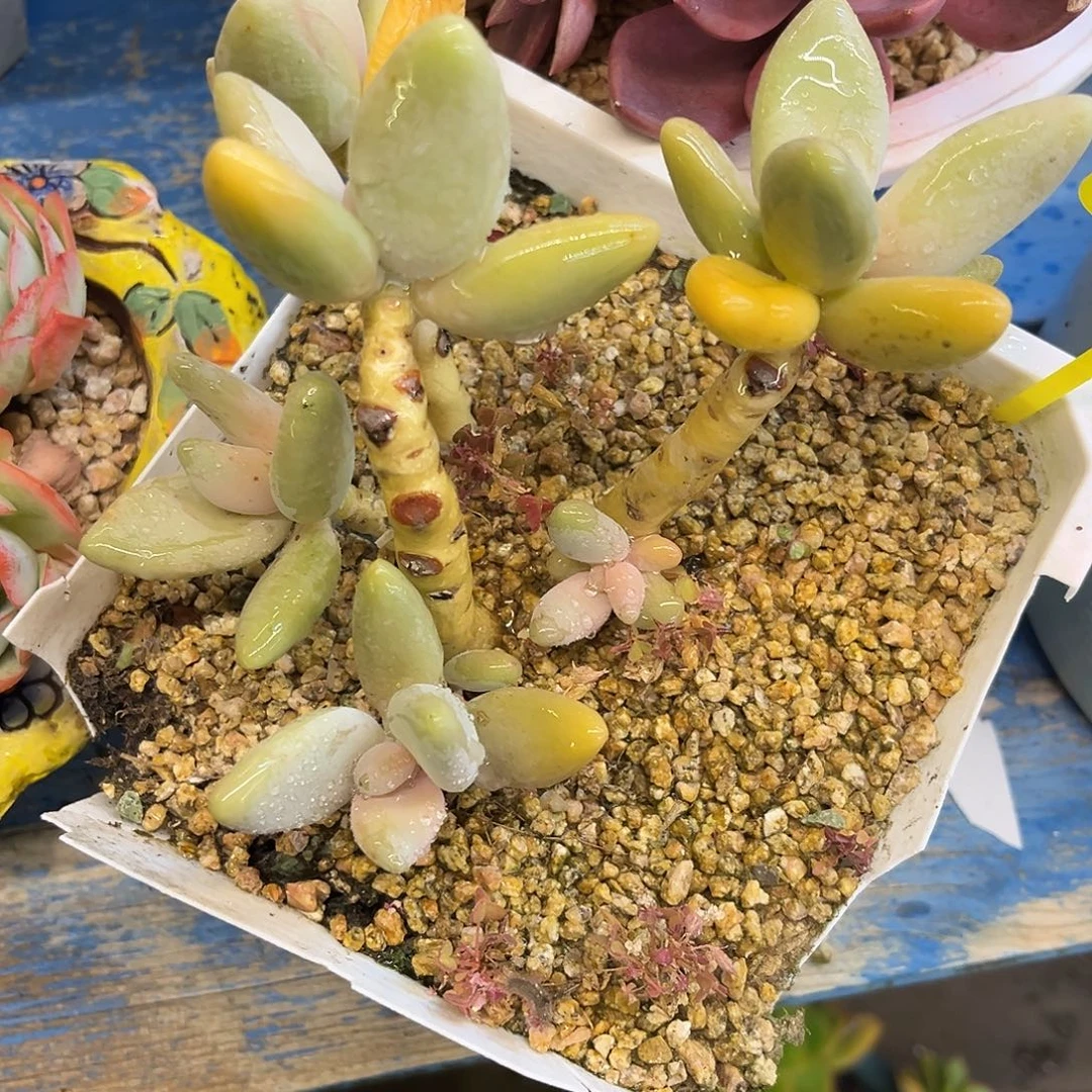 小号香蕉美人好看