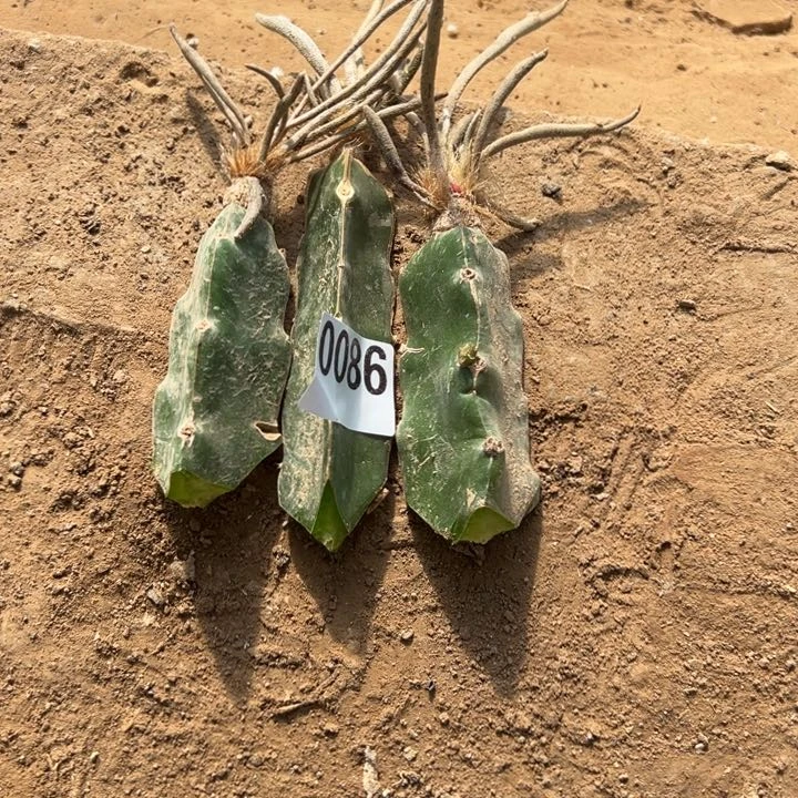 暖**阳美杜莎一组