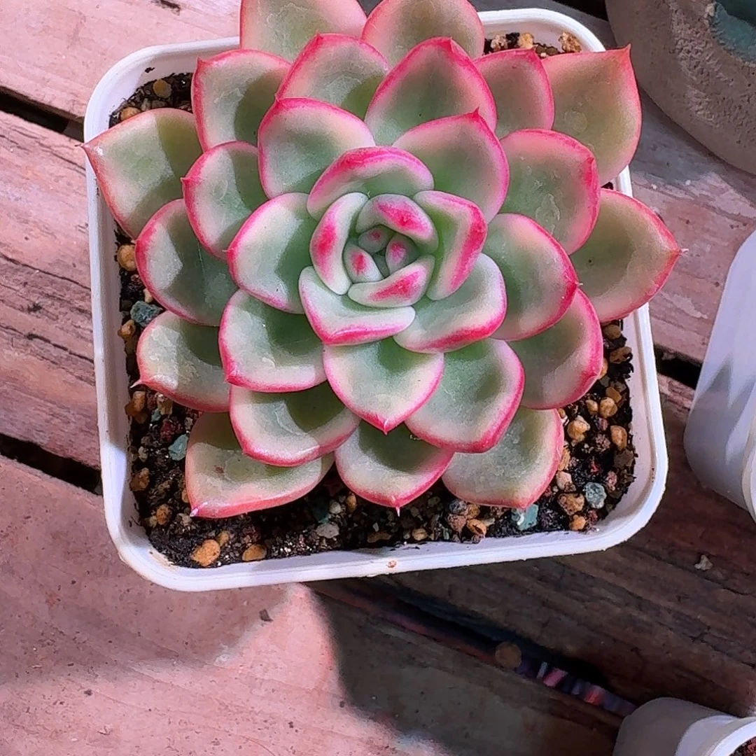 朱碧锦多肉多肉多肉多肉