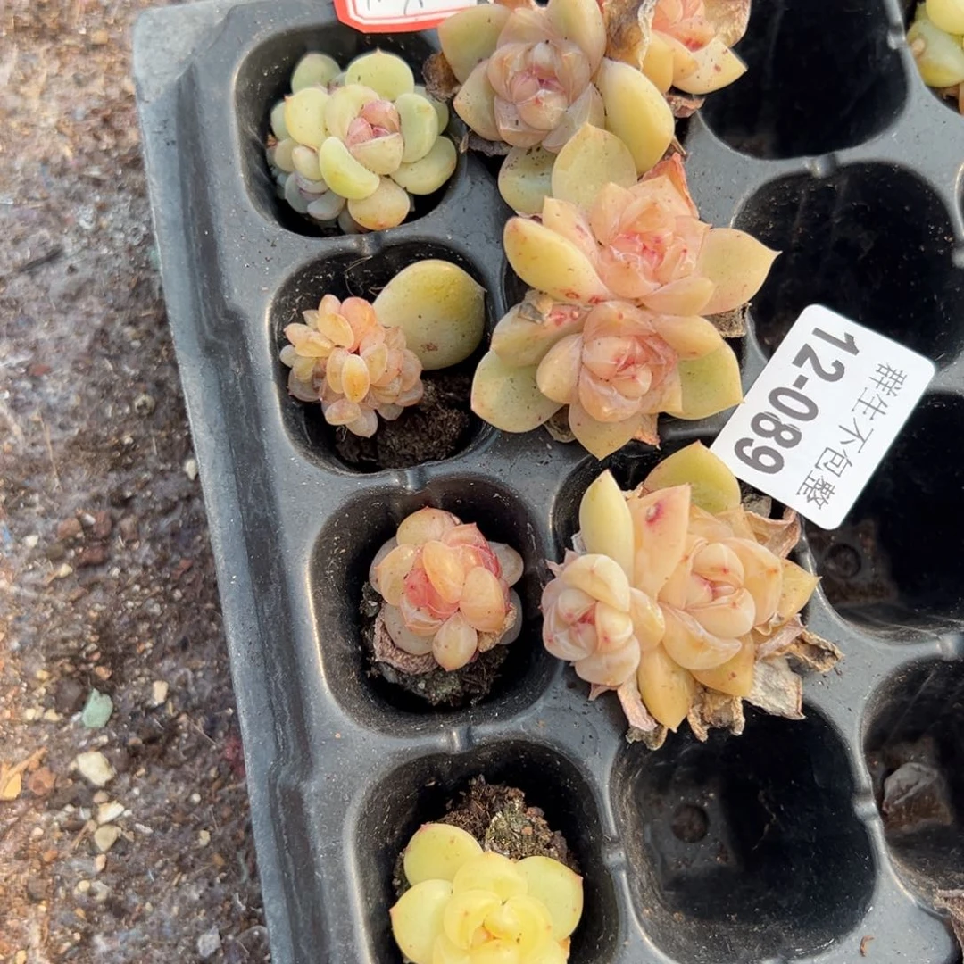 财***W小卡拉米糖心一物一拍12-89