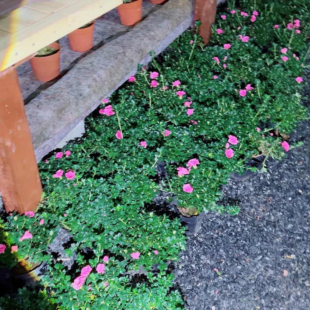 无花朵盆景皋月杜鹃小玫瑰