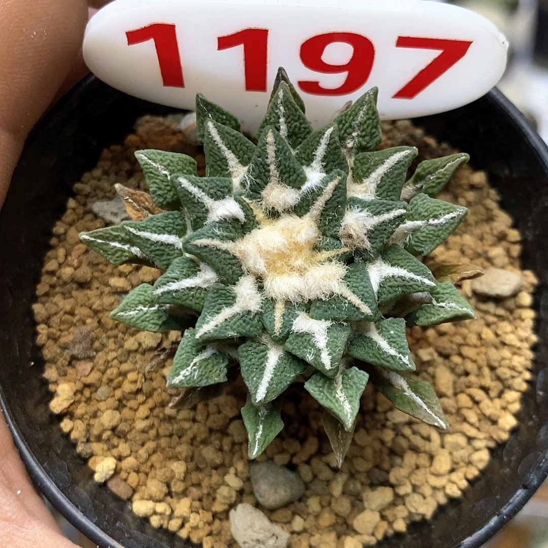 1197给牡丹实生福利