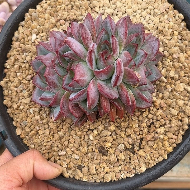 多肉植物一物一拍