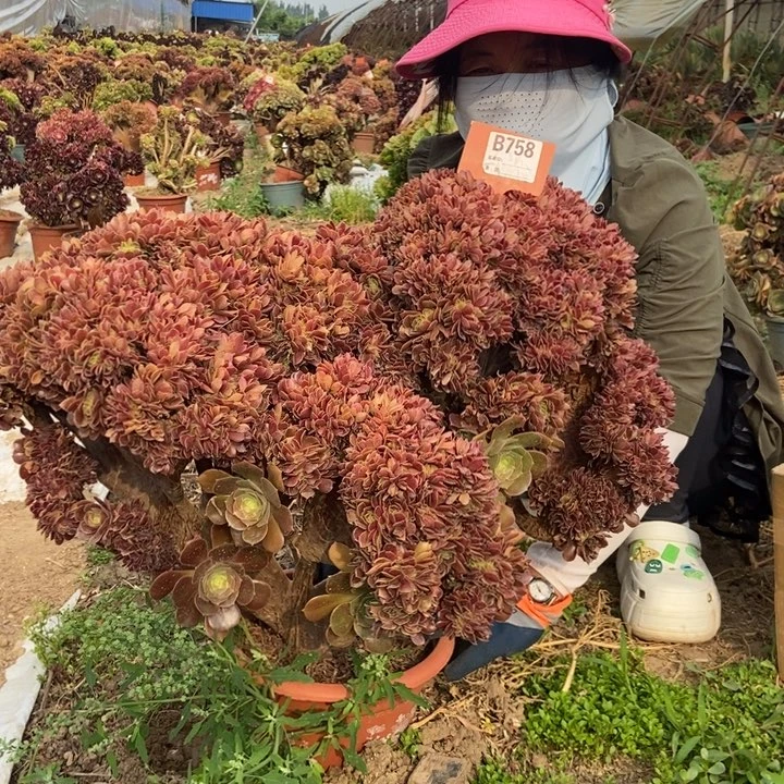 朱*兵758玫瑰缀化缀化老桩朵朵