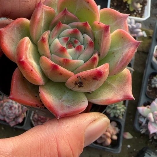 79诺玛多肉植物多