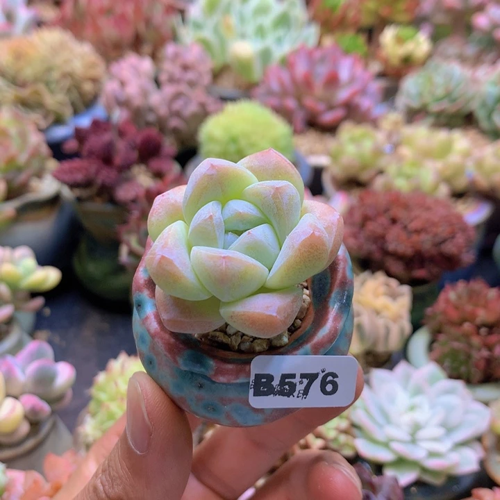 一物一拍含盆土满38包邮B576