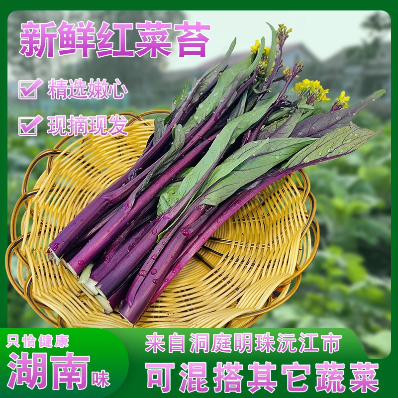 湖南洞庭湖红菜苔新鲜脆现货嫩菜心紫菜苔农家露天打霜时令红菜苔