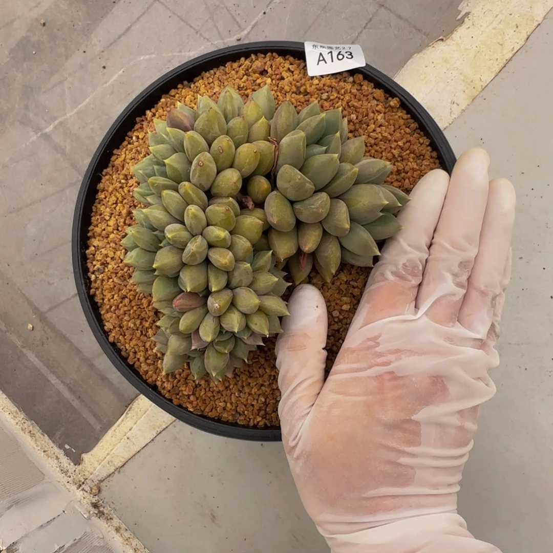 a a a a a a a a a a 163