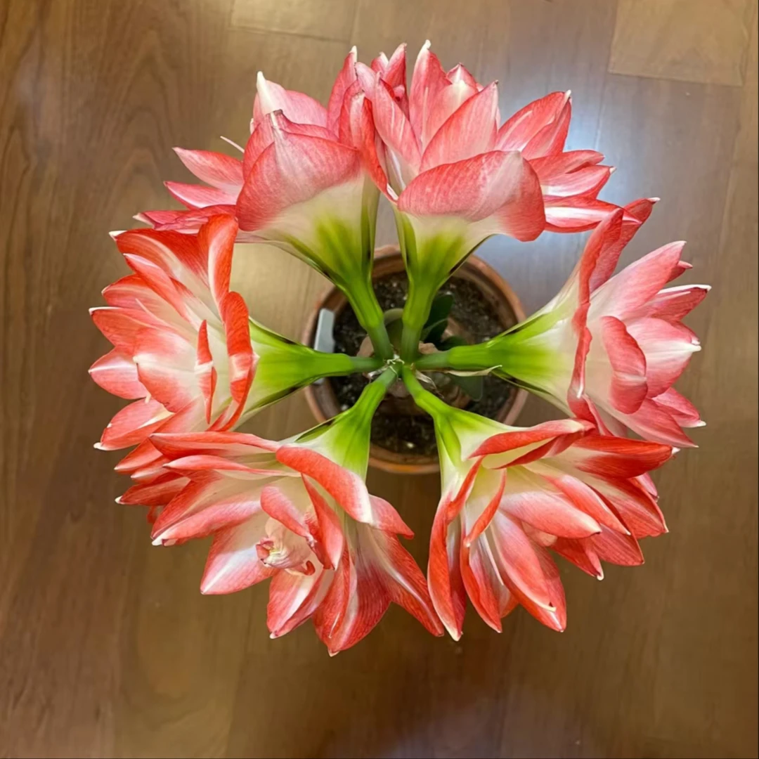 花孔雀 盆栽地栽耐寒耐热好养活