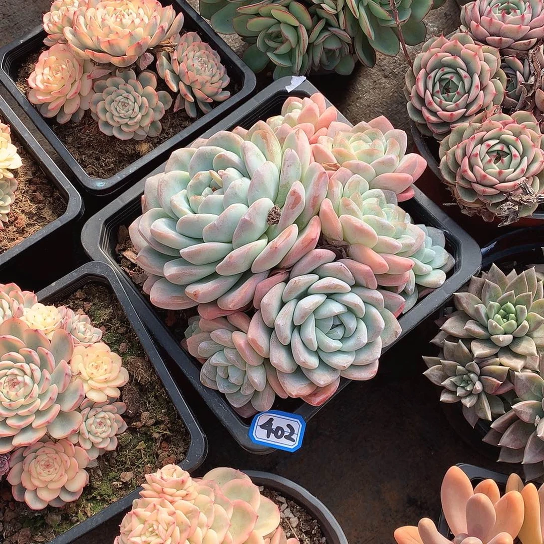 402冰玉 一物一拍多肉