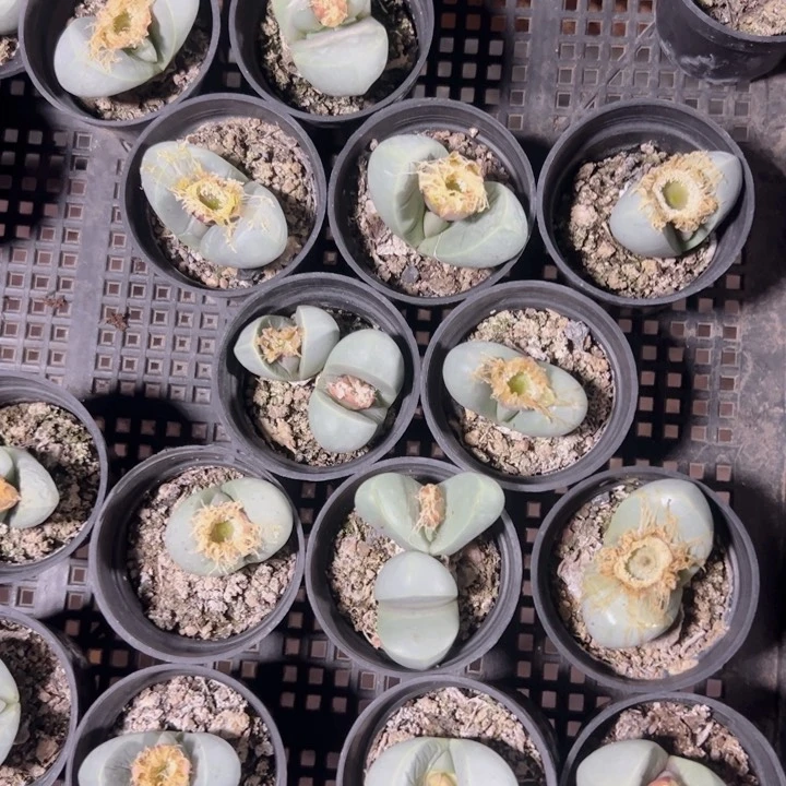 金玲玉精品多肉植物