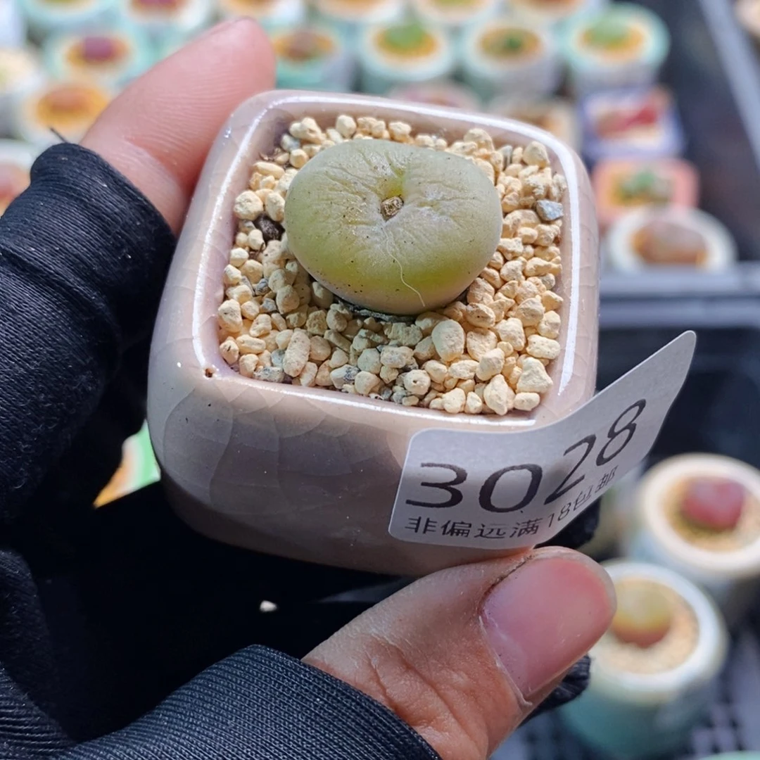 3028-一物一拍带盆 空卡佛