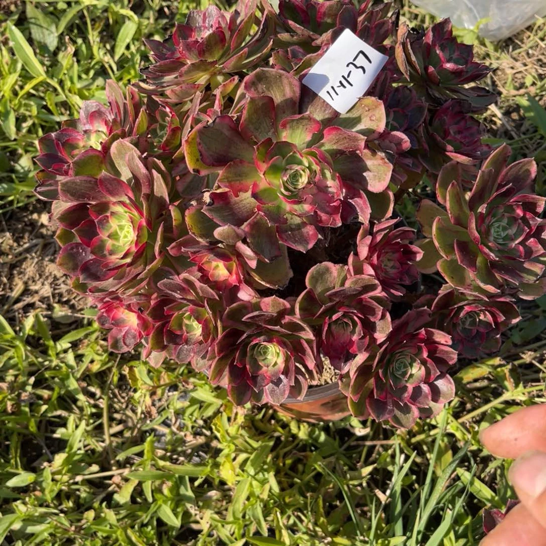 11-11-37西施法师锦多肉