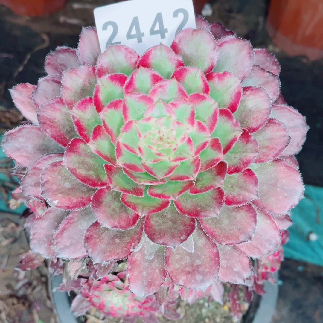 红胭脂多肉发货发货