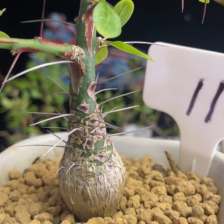 龙少园艺～簇生福贵花