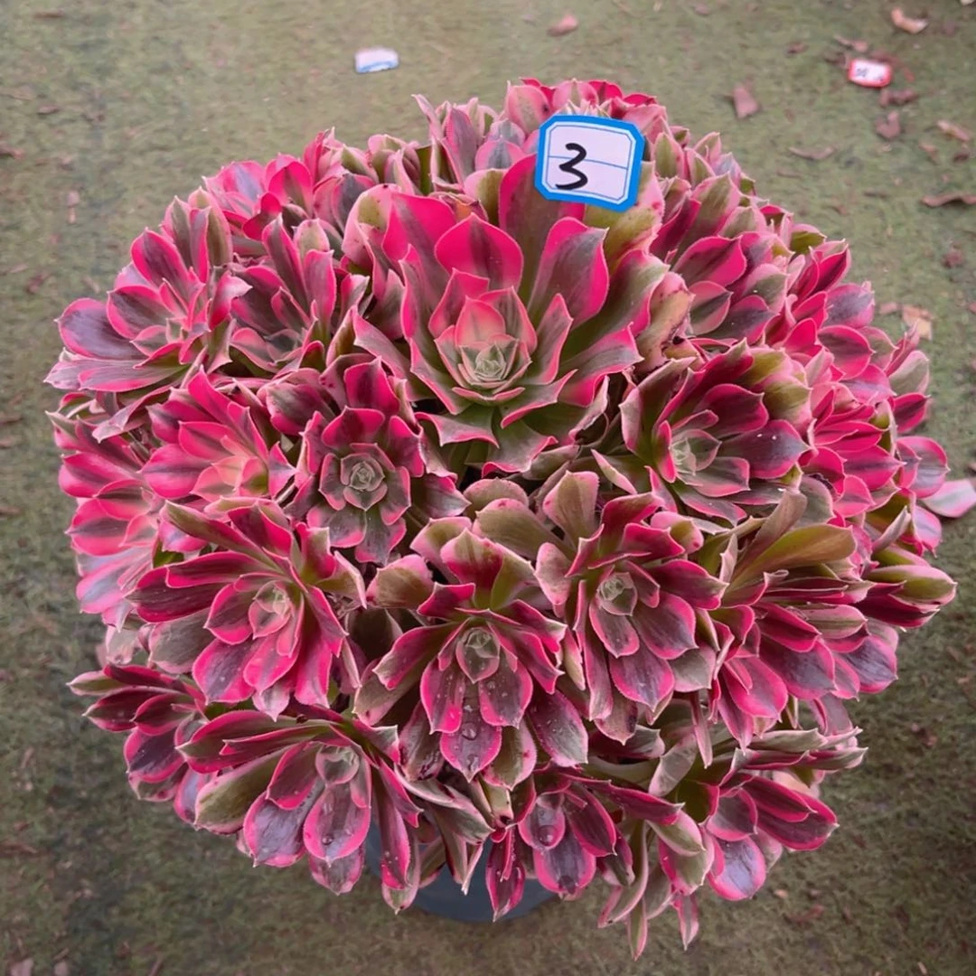 3男神法师多肉植物