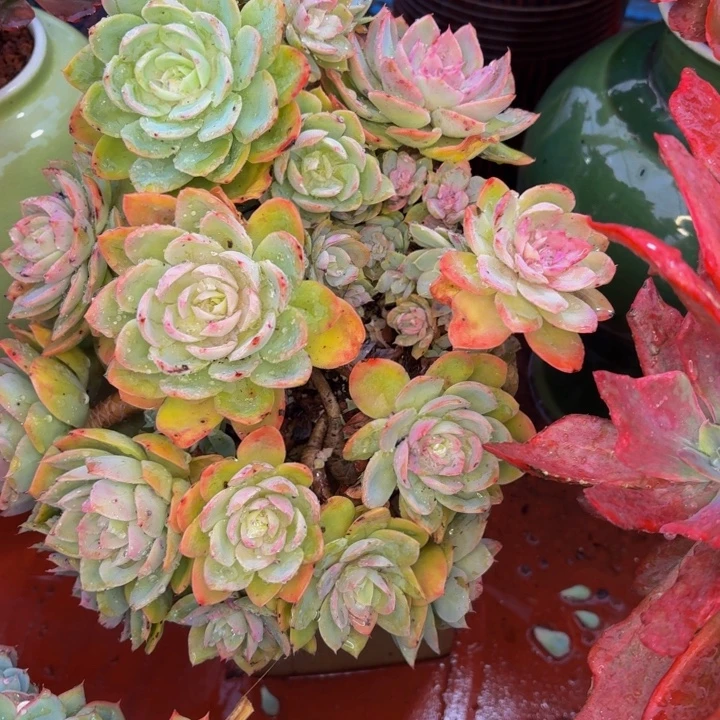 花***W老桩精品肉肉丝绸