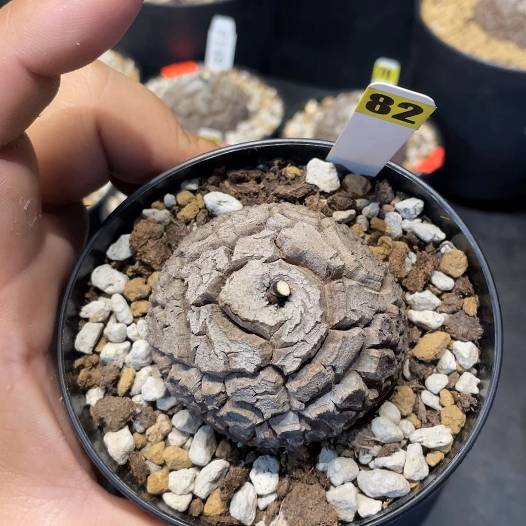 龟甲龙82号不退换