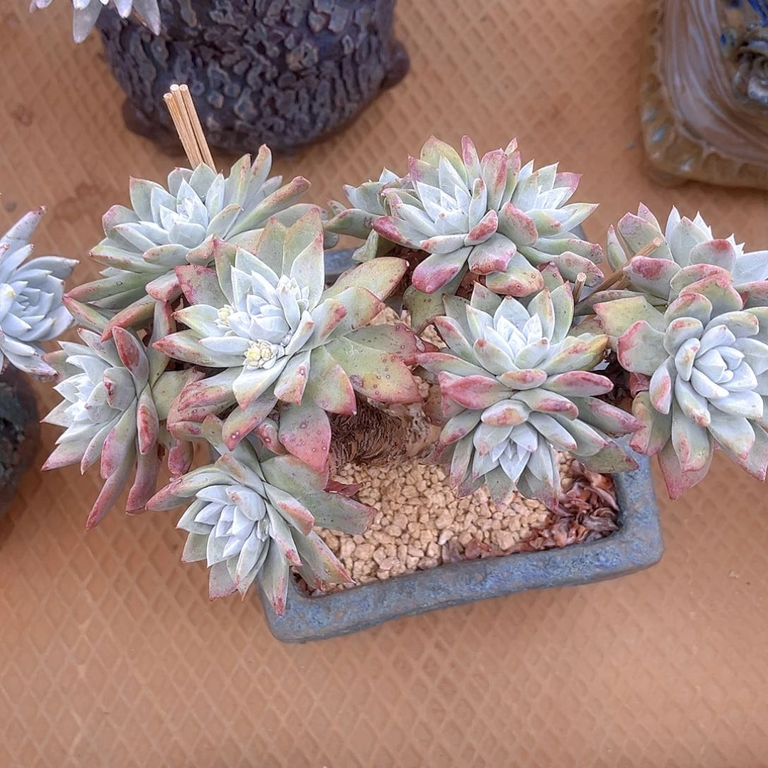 大花朵多头群生苹果叶