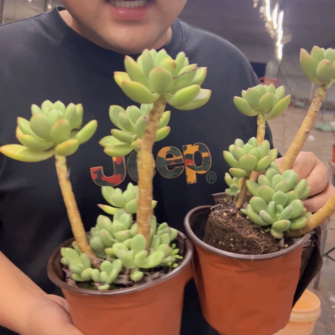 清新美人三头起发两盆