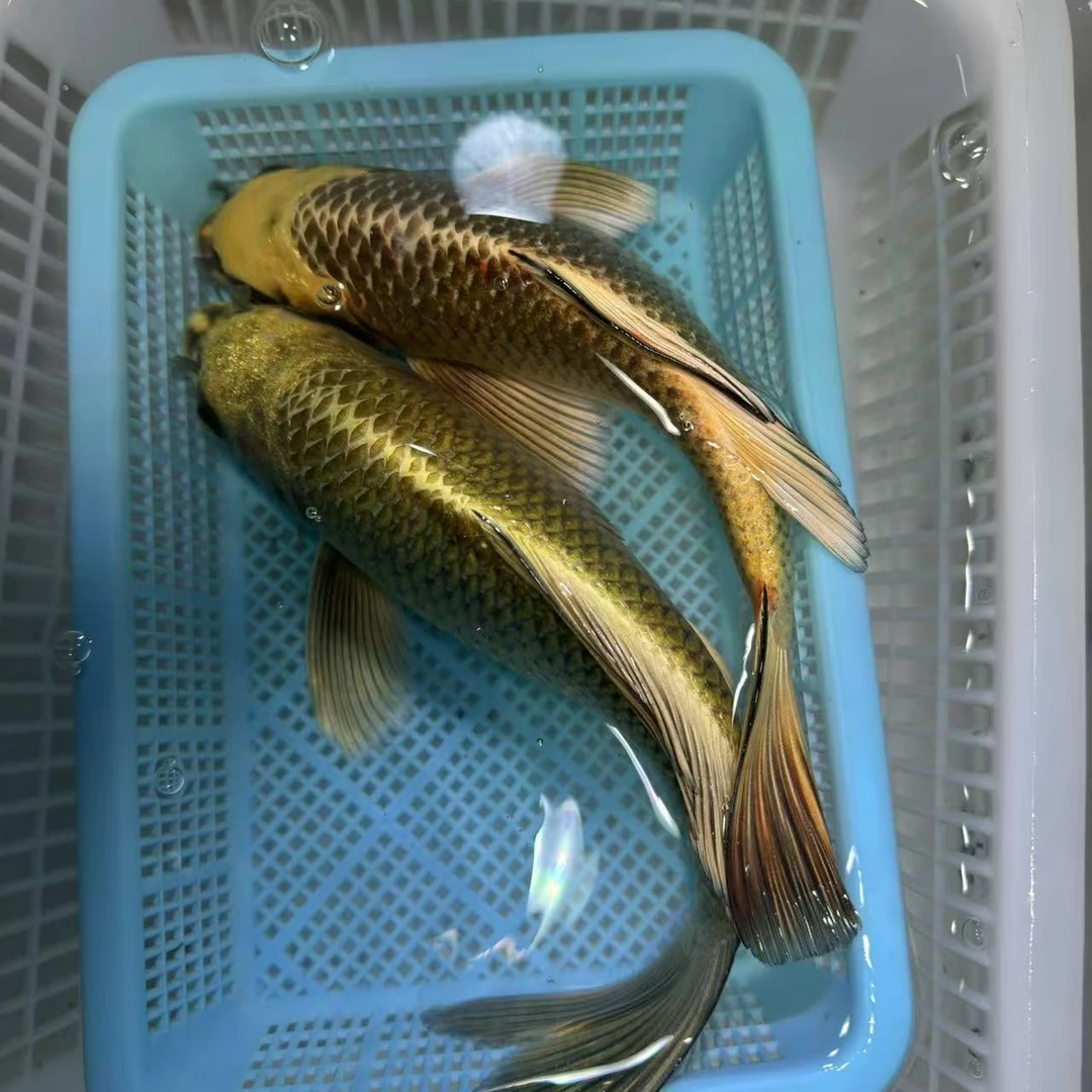 【两条装】20-25公分台湾熊猫蝴蝶鲤冷水鱼观赏鱼包邮