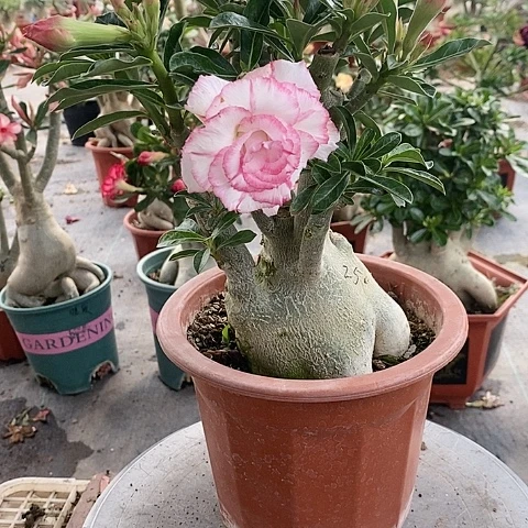 【闪购商品】无花朵海*绿植