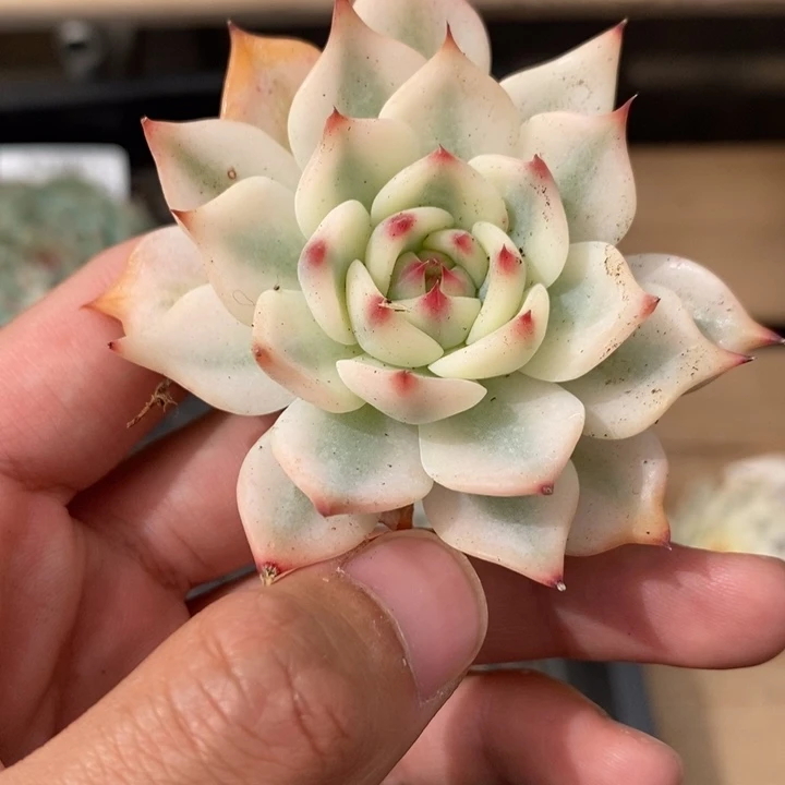 吉娃娃锦多肉植物A1776