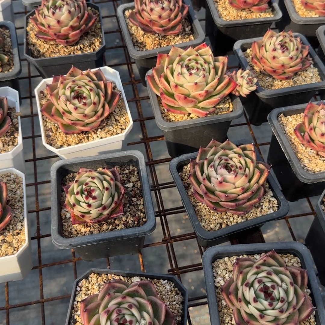 蓝龙单头多肉植物