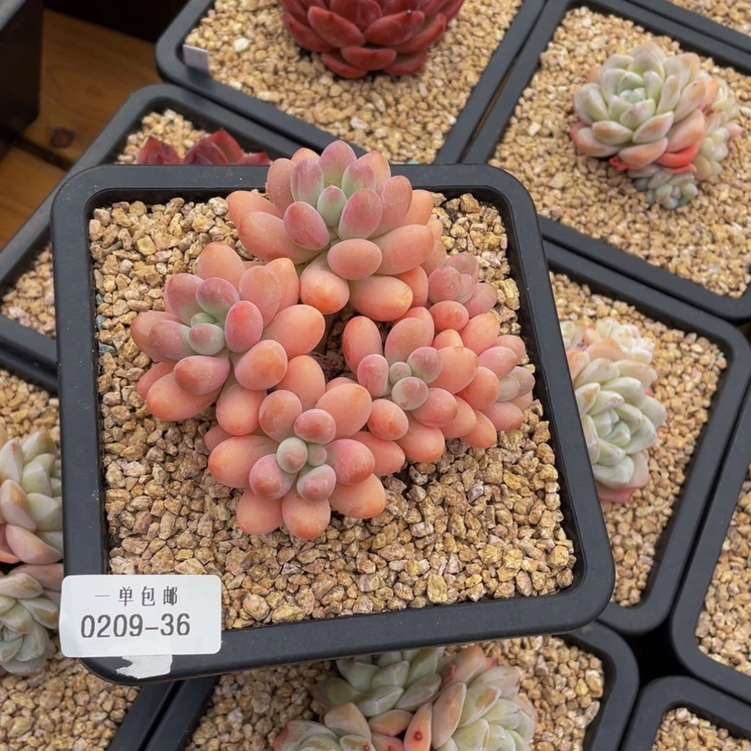 果*?0209-36-胖大星。。。。