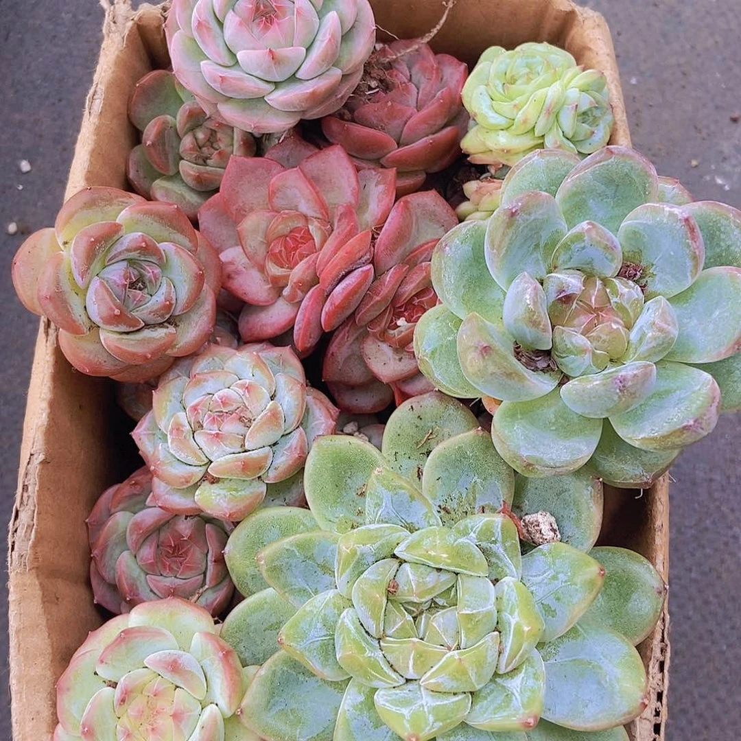 0000000002量拍保底20颗