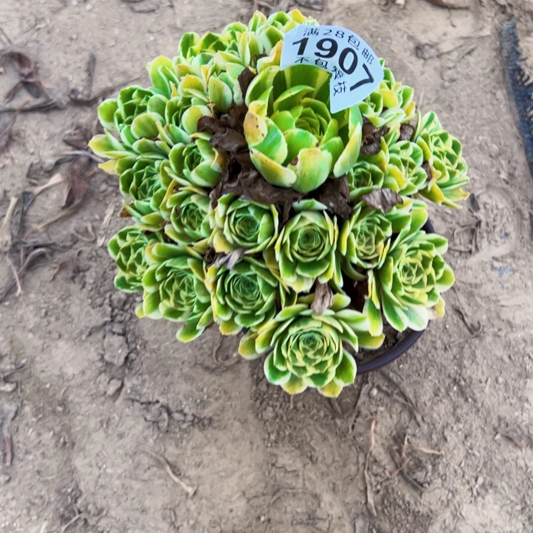 1907迈巴赫多肉植物法师