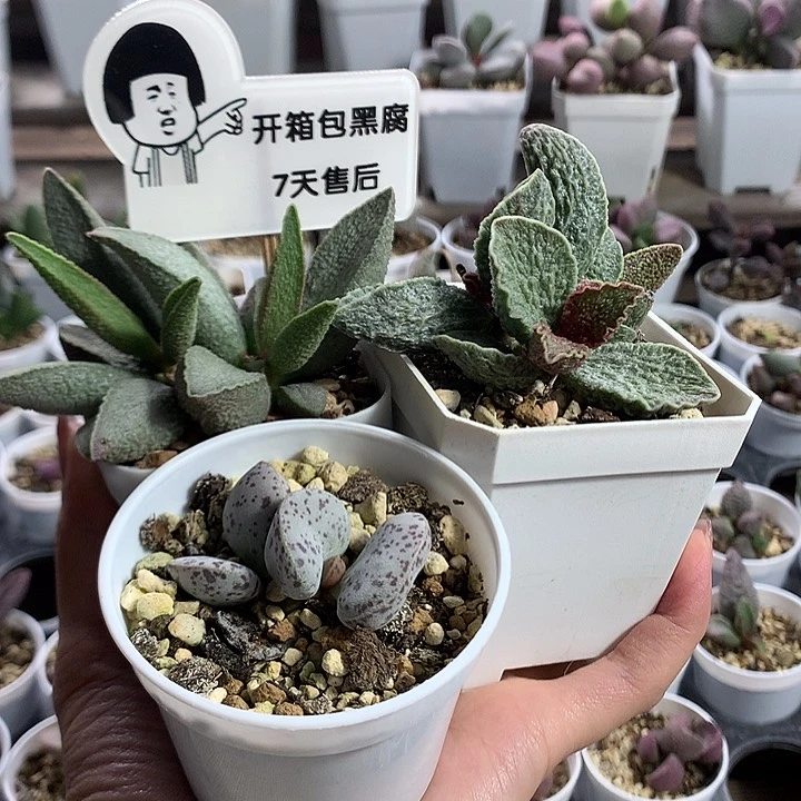 荔****e多肉水泡专拍链接