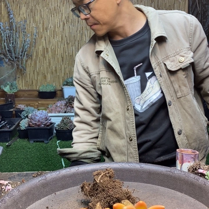 思***邪193号金蝉多肉植物