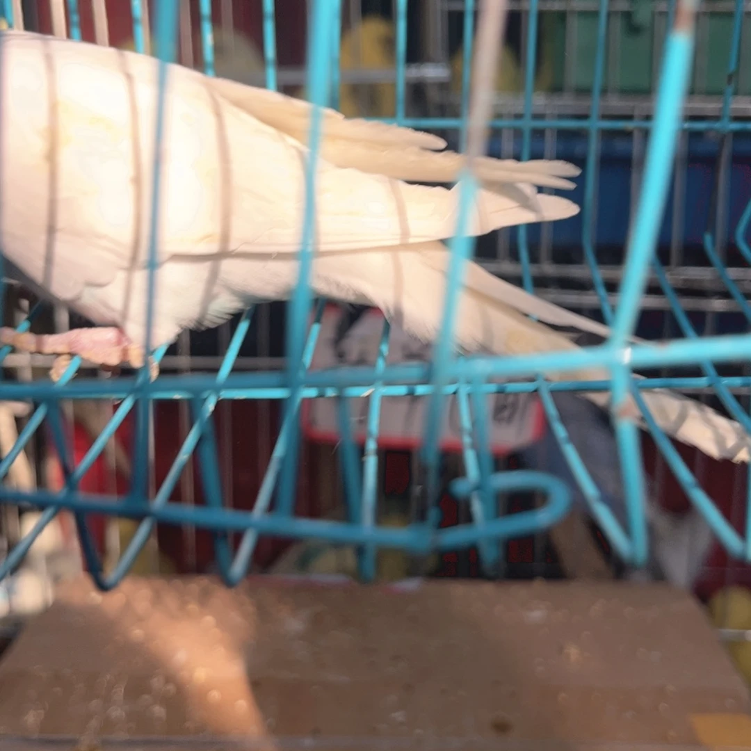 虎皮鹦鹉我的小姐姐们