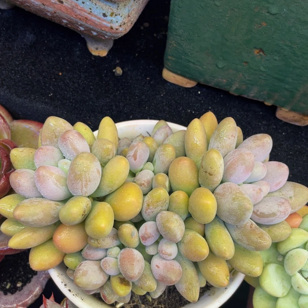 粉色恋人多肉植物盆栽多肉
