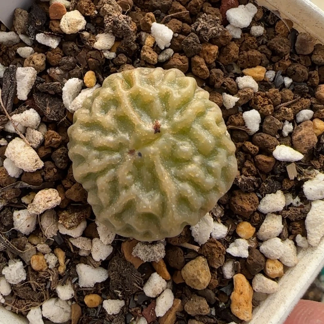 12.30。      超烧。    2025