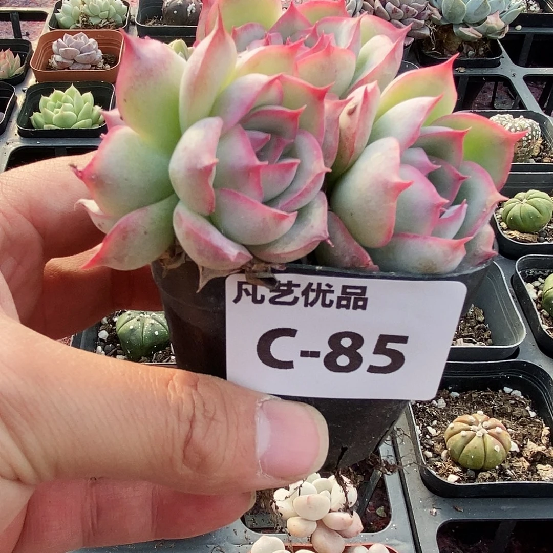 C85一物一拍满9.9包邮