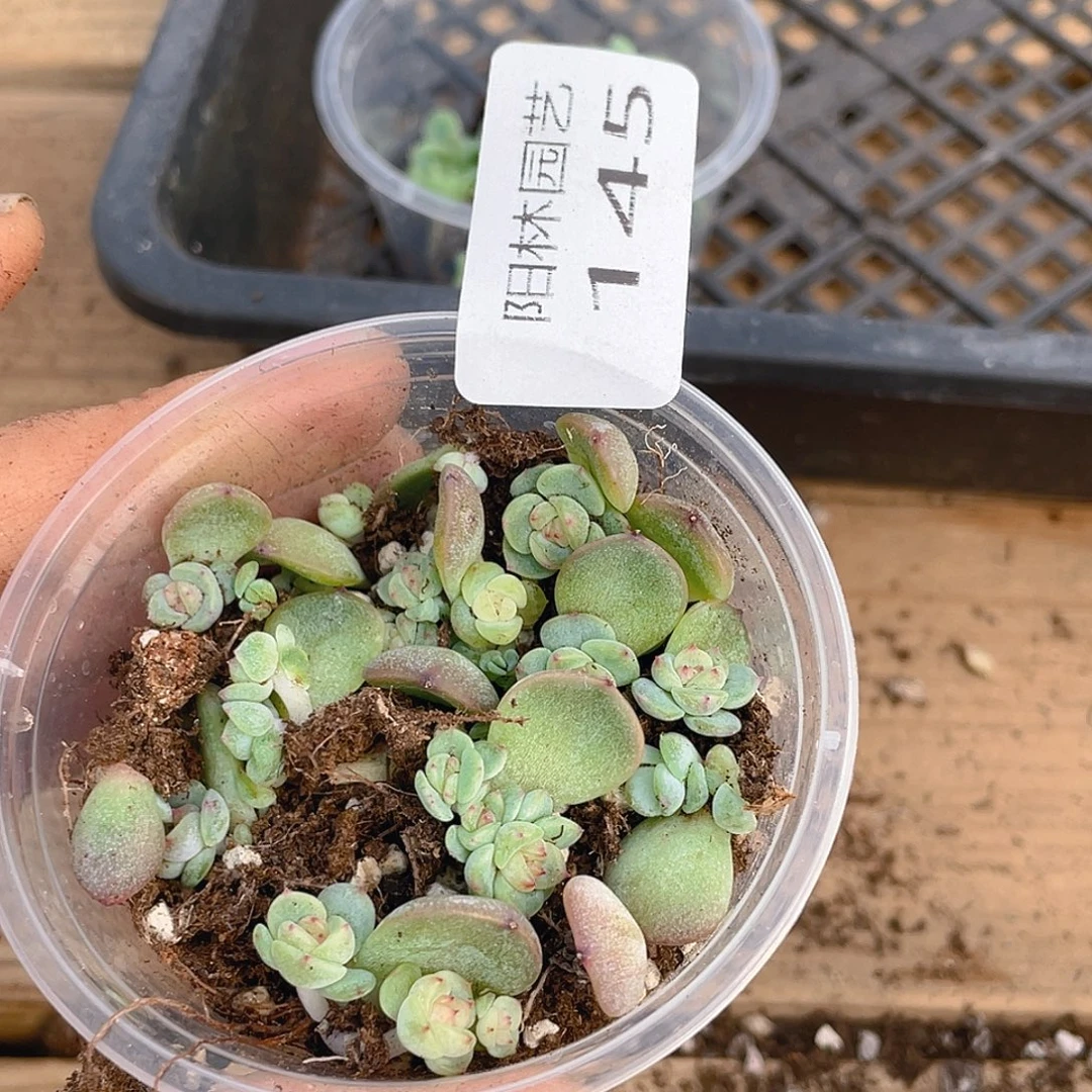 霂***4多肉植物多肉植物145
