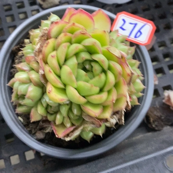 梦*玉一物一拍麦秆女王多肉276