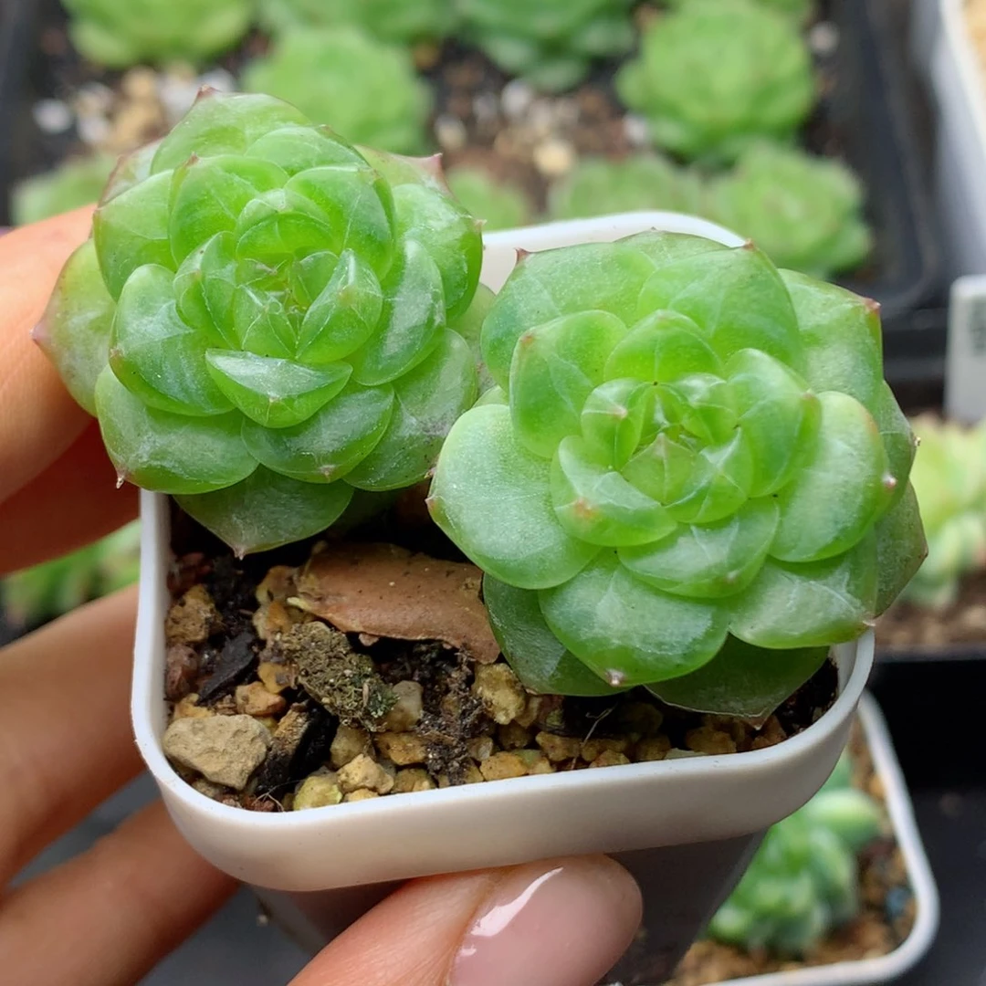 58包邮  群生不包整14