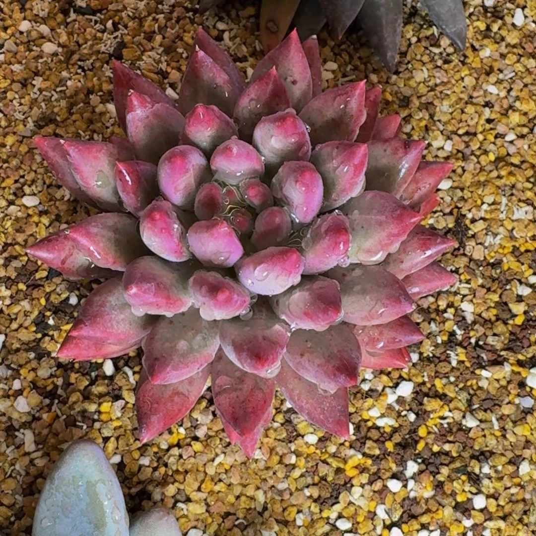 西*。虞美人大单头发货