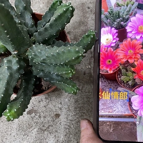 水仙情郎，侧芽会掉，介意勿拍